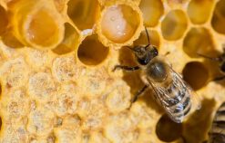 Sữa ong chúa có tác dụng gì cho da mặt?