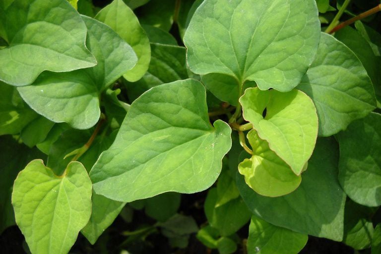 tác dụng của rau diếp cá với da mặt