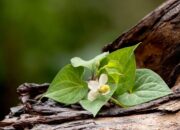 Tác dụng của rau diếp cá đối với da mặt